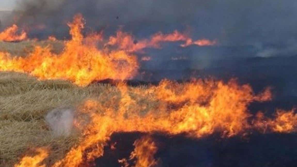 Anız ve Anız Yakmanın Zararları